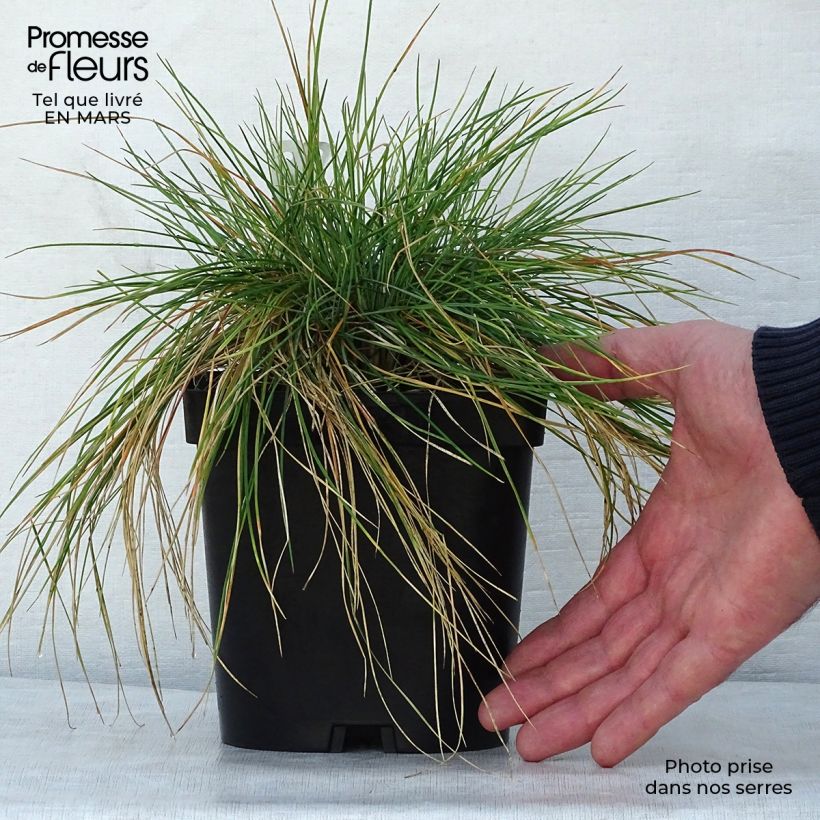 Festuca amethystina 2L/3L pot sample as delivered in spring