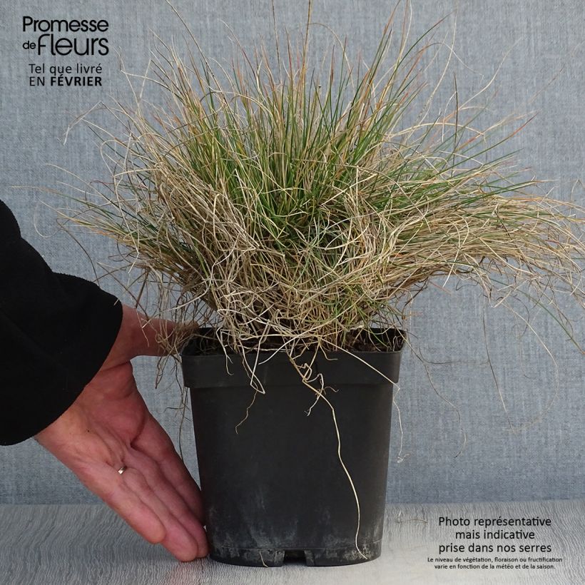 Festuca amethystina 2L/3L pot sample as delivered in winter