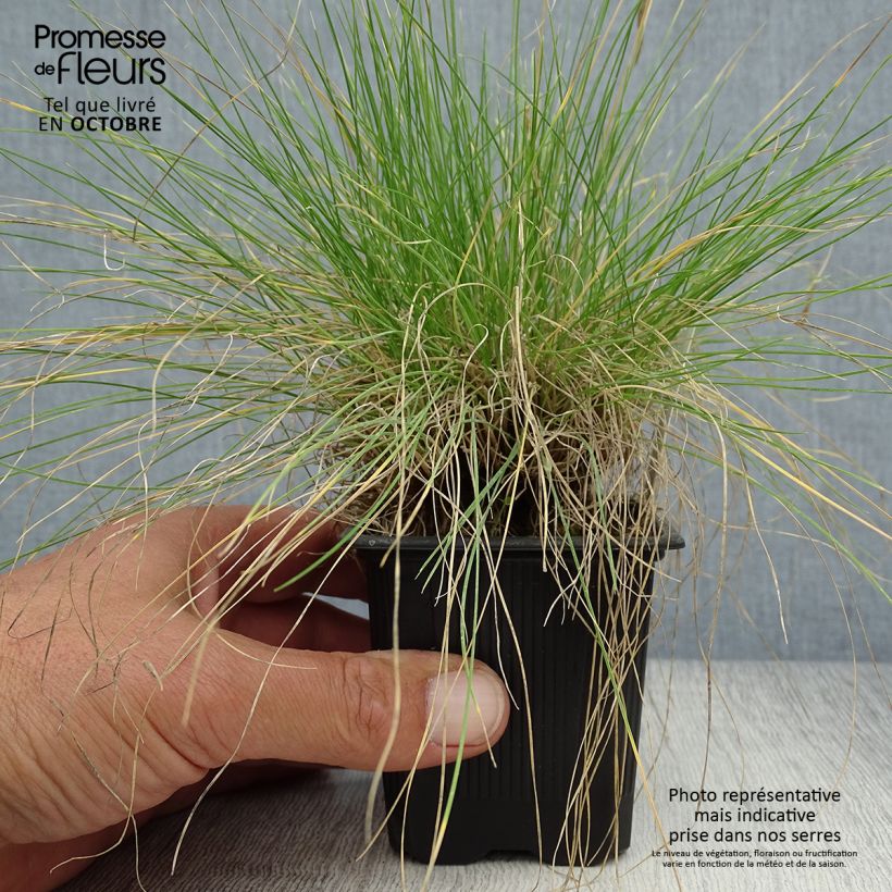 Festuca filiformis 8/9 cm pot sample as delivered in autumn