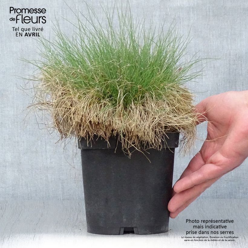 Festuca filiformis 2L/3L pot sample as delivered in spring