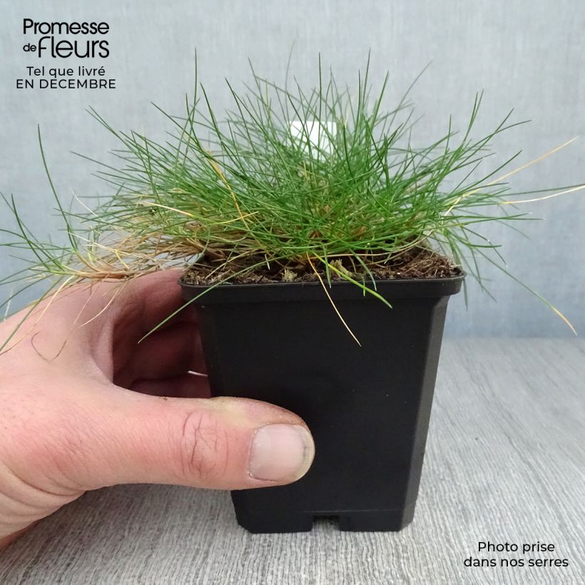 Festuca gautieri 8/9 cm pot sample as delivered in winter
