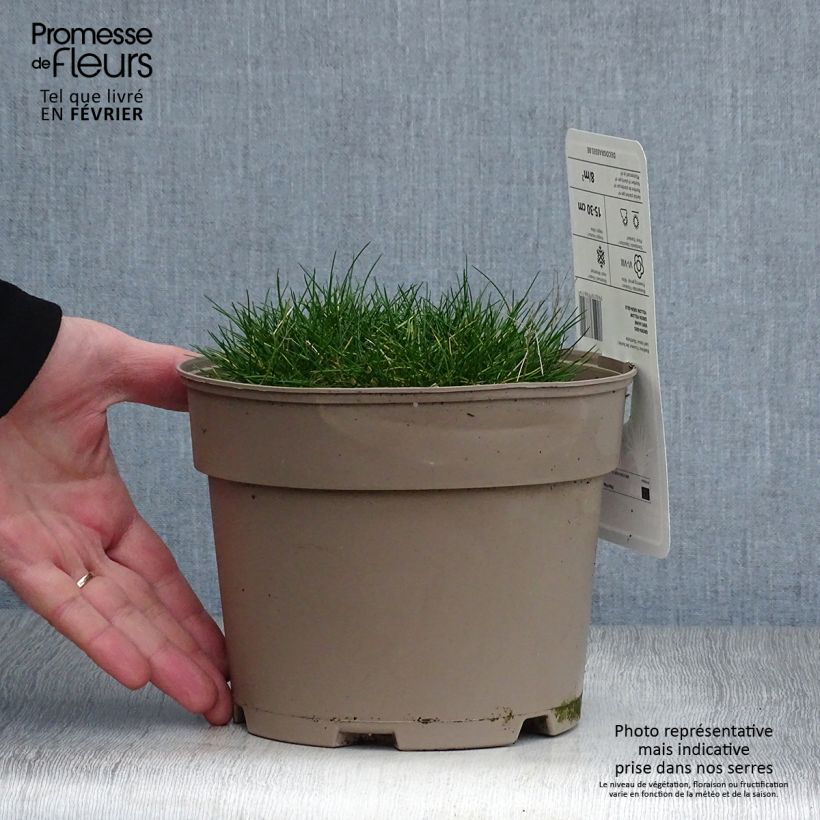 Festuca gautieri 2L/3L pot sample as delivered in winter