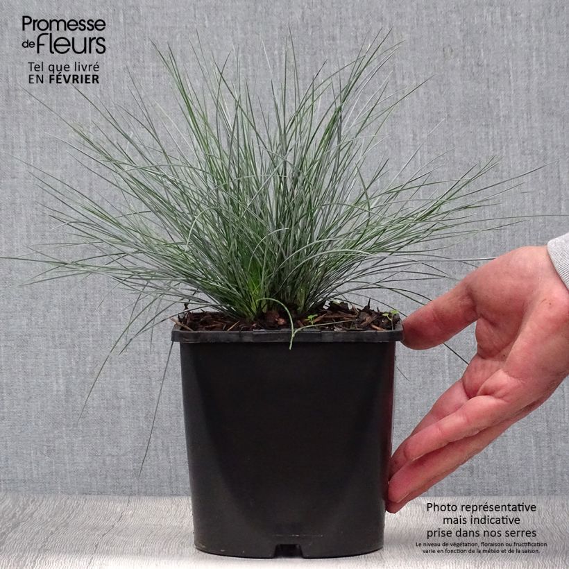Festuca glauca Elijah Blue 2L/3L pot sample as delivered in autumn