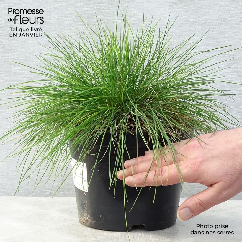 Festuca glauca Elijah Blue 2L/3L pot sample as delivered in winter