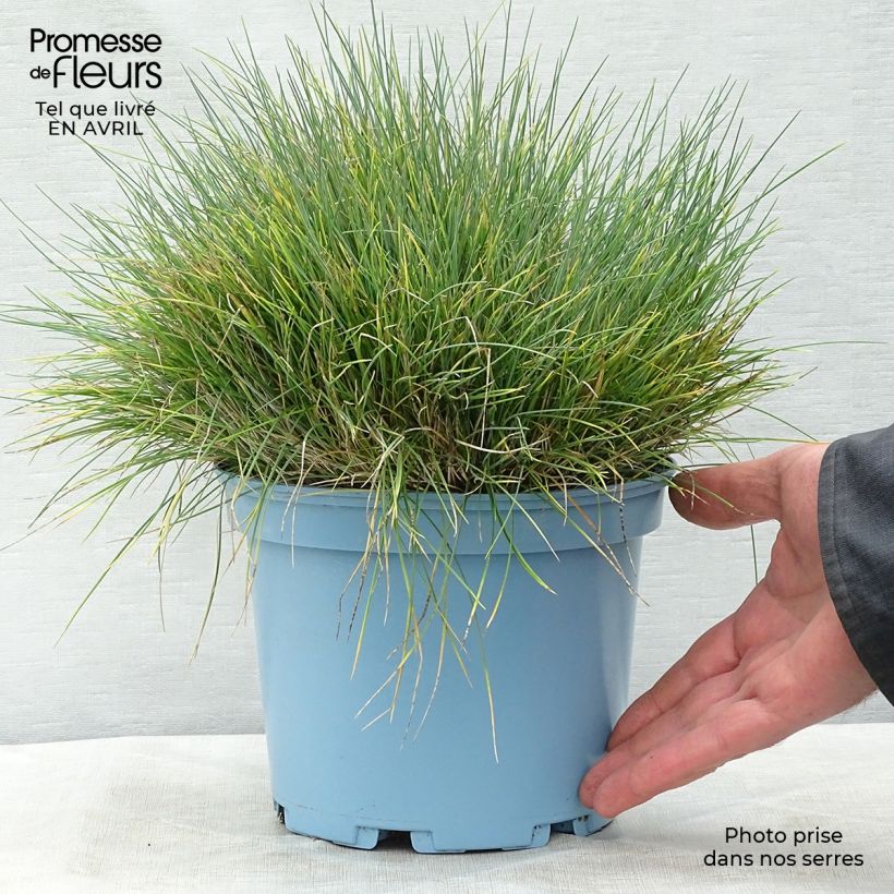 Festuca glauca Elijah Blue 2L/3L pot sample as delivered in spring