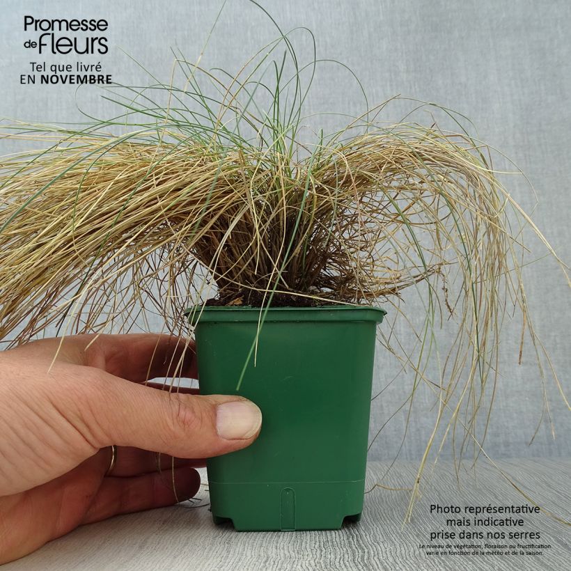 Festuca valesiaca Glaucantha 8/9 cm pot sample as delivered in autumn