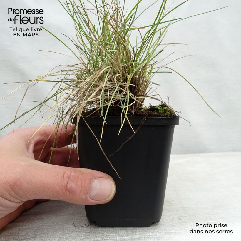 Festuca valesiaca Glaucantha 8/9 cm pot sample as delivered in winter