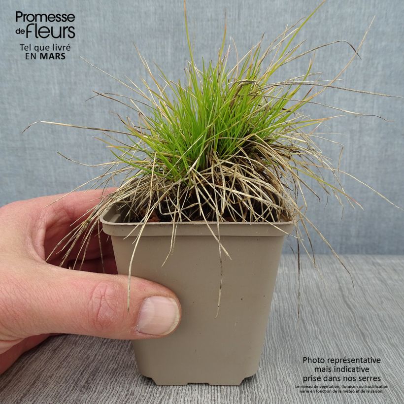Festuca glauca Golden Toupee 8/9 cm pot sample as delivered in winter