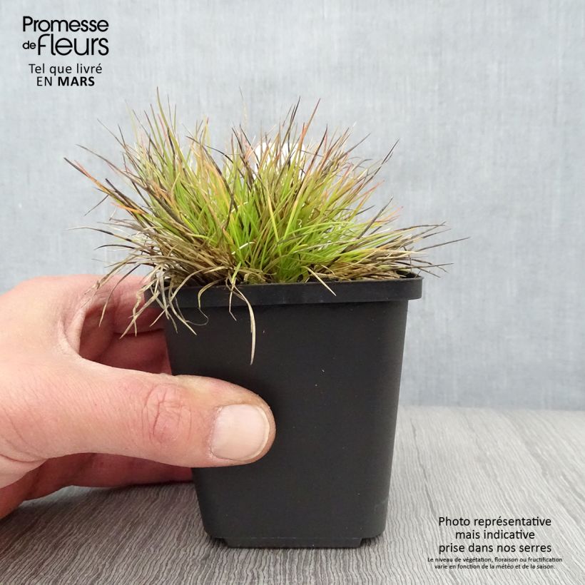 Festuca glauca Golden Toupee 8/9 cm pot sample as delivered in spring
