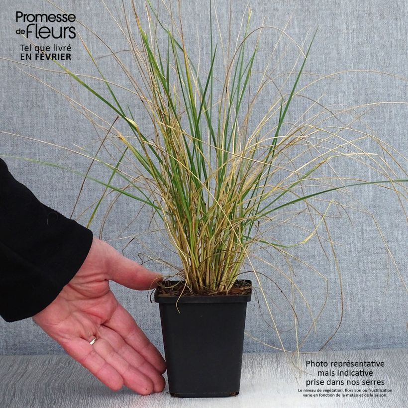 Festuca mairei 8/9 cm pot sample as delivered in winter