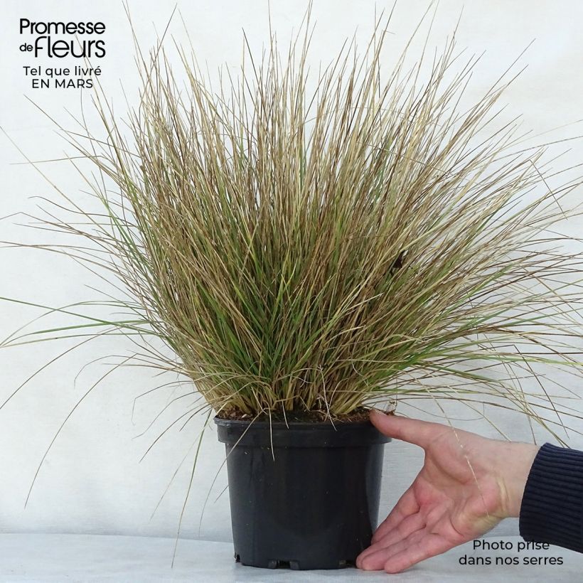 Festuca mairei 2L/3L pot sample as delivered in spring