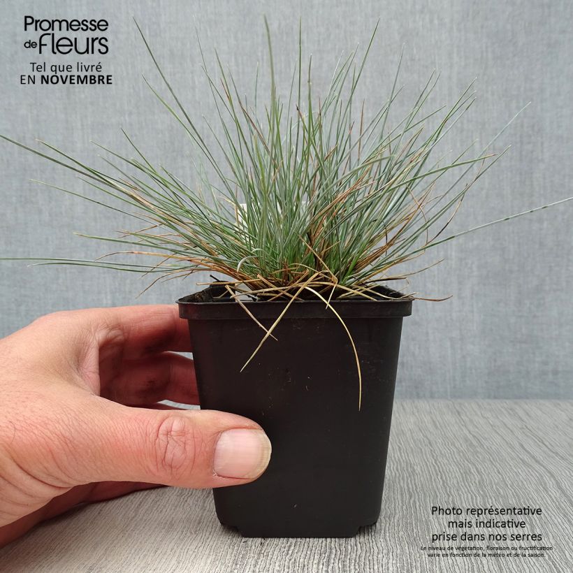 Festuca glauca Elijah Blue 8/9 cm pot sample as delivered in autumn
