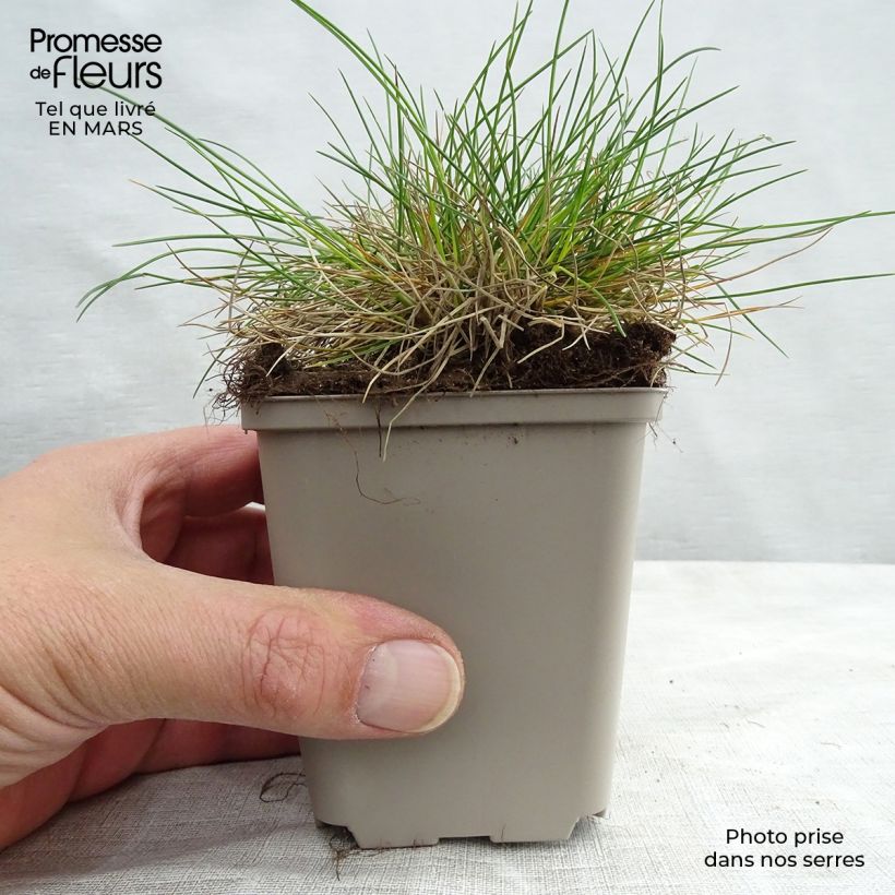 Festuca ovina var. glauca 8/9 cm pot sample as delivered in winter