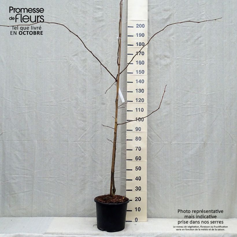 Gleditsia triacanthos f.inermis Sunburst - Honeylocust 7.5L/10L pot sample as delivered in autumn