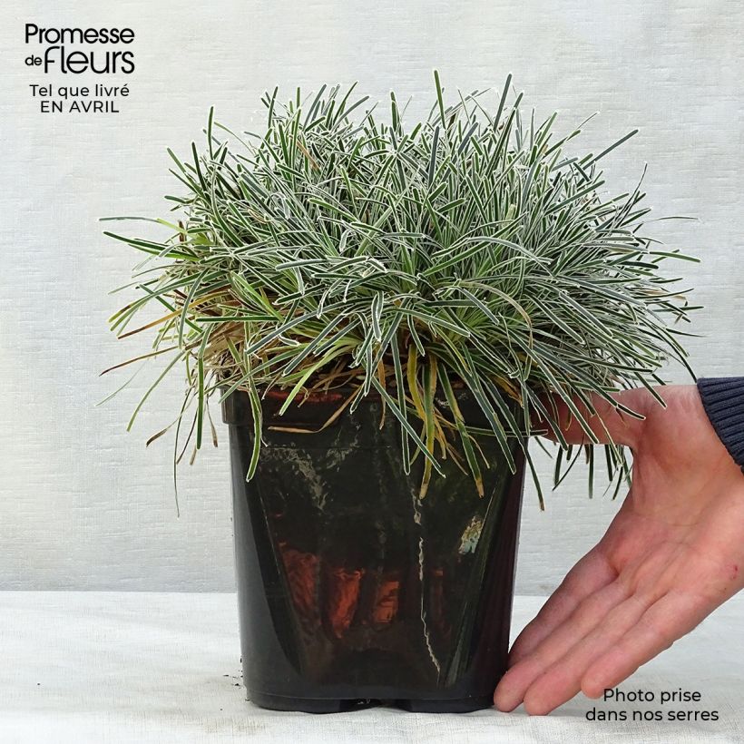 Ficinia truncata Ice Crystal 2L/3L pot sample as delivered in spring