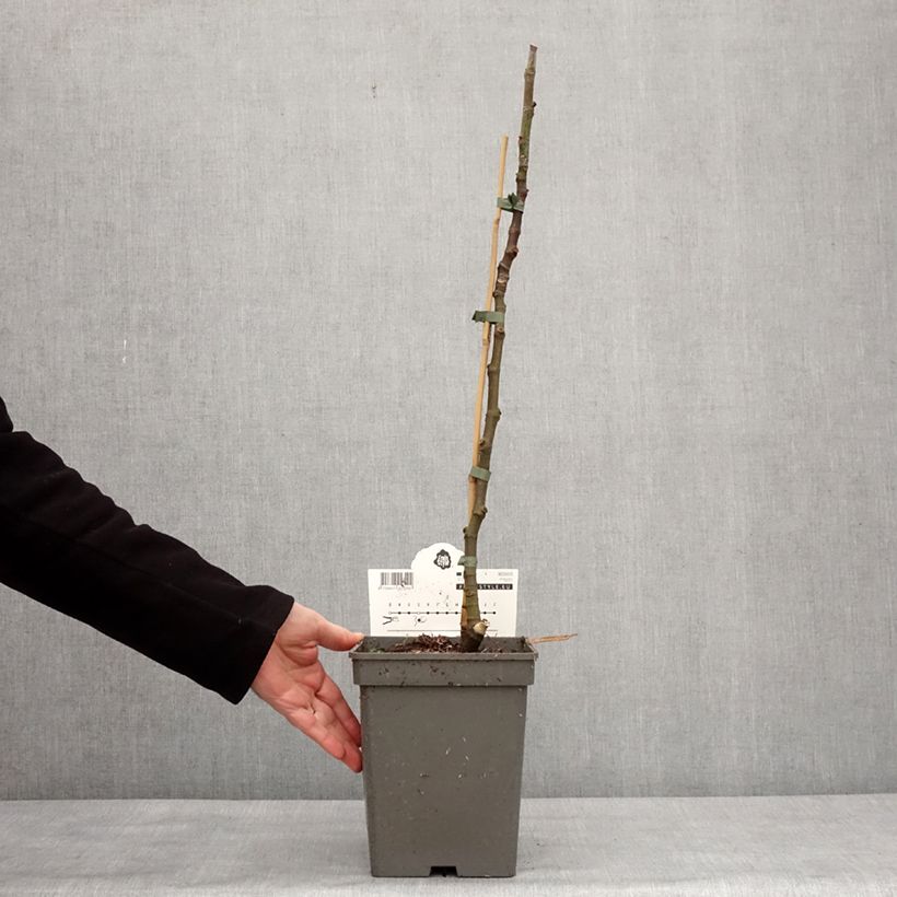 Ficus carica Ice Crystal 4L/5L pot, Scion sample as delivered in winter