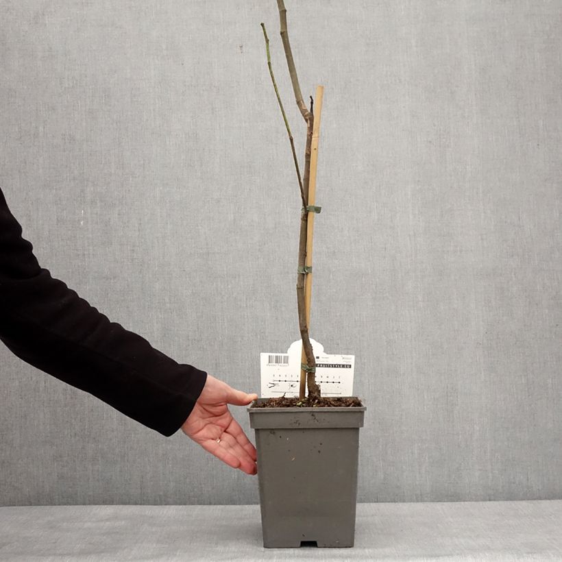 Fig Tree Brown Turkey - Ficus carica 4L/5L pot, Scion sample as delivered in winter