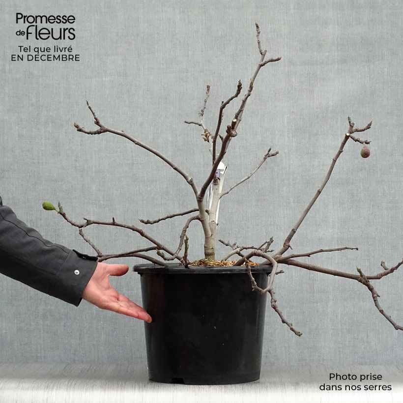 Ficus carica Figality 7.5L/10L pot, Bush sample as delivered in winter