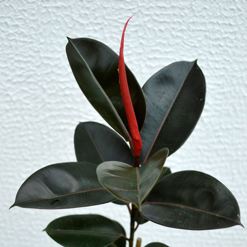 Ficus elastica Burgundy - Rubber plant (Foliage)