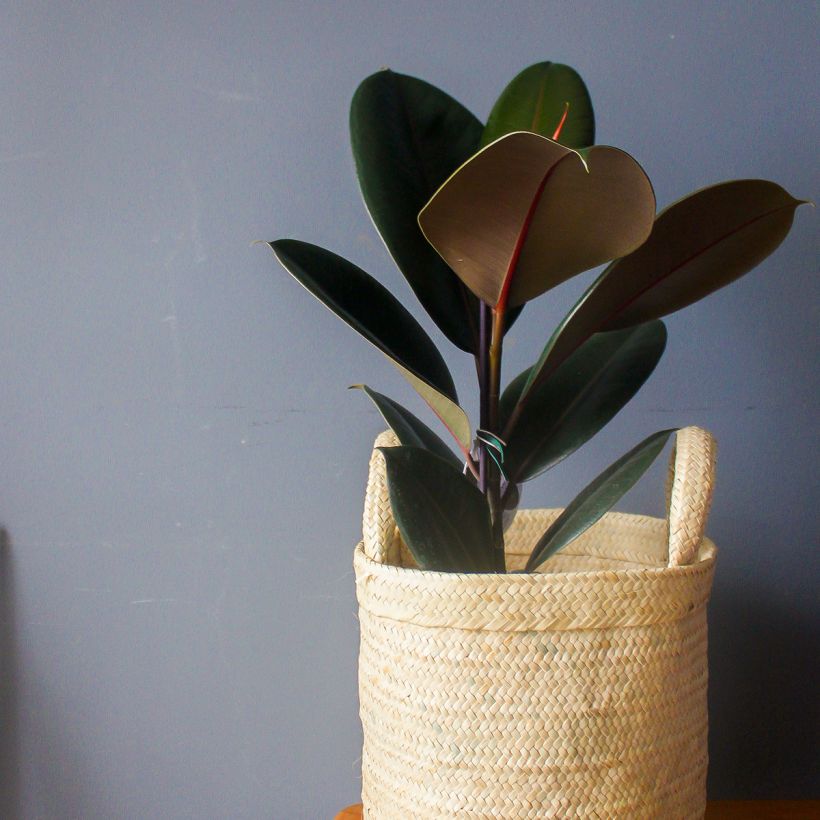 Ficus elastica Burgundy - Rubber plant (Plant habit)