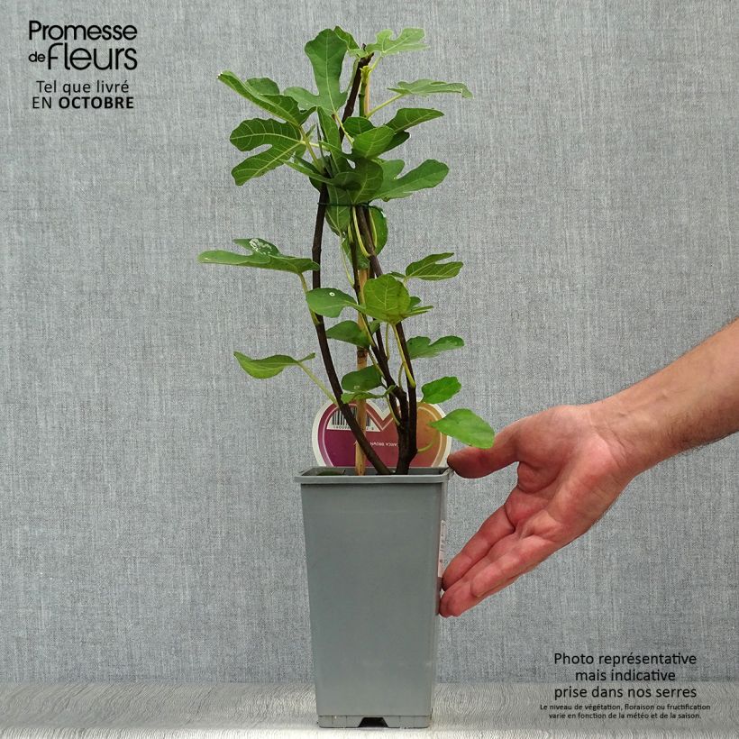 Fig Tree Brown Turkey - Ficus carica 1.5L/2L pot, Bush sample as delivered in autumn