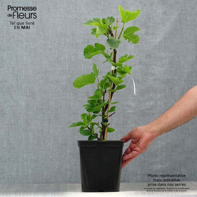 Fig Tree Grise De Tarascon - Ficus carica 4L/5L pot, Bush sample as delivered in spring