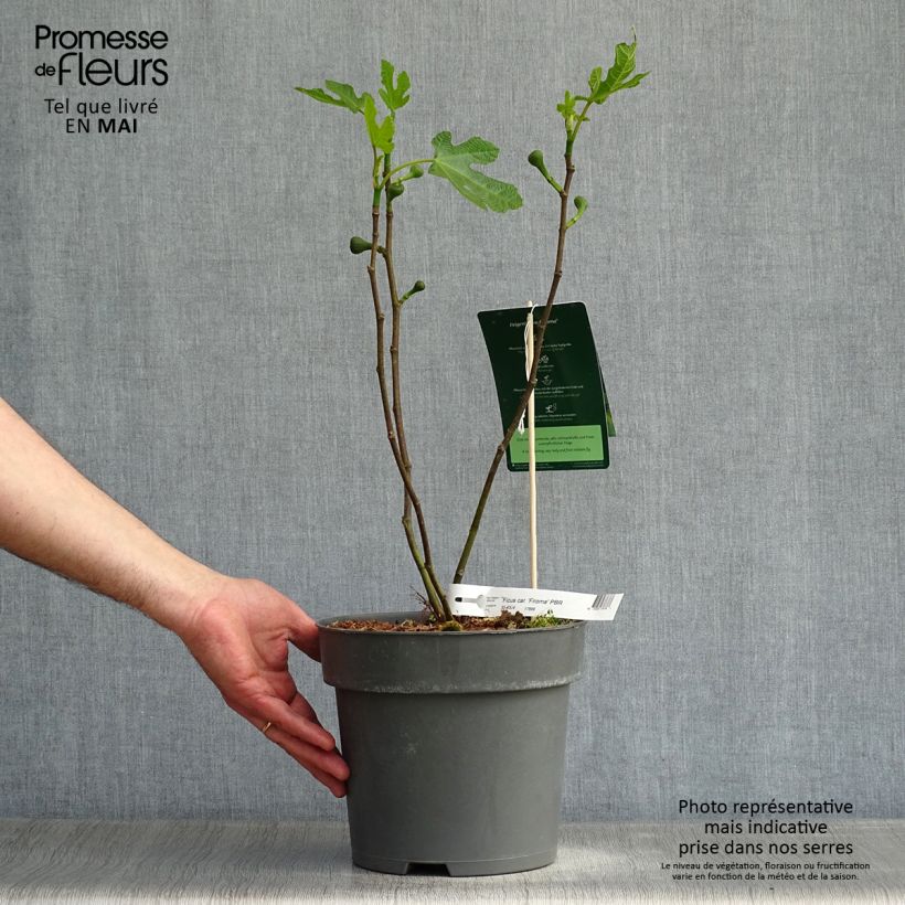 Ficus carica Firoma 2L/3L pot, Clump sample as delivered in spring