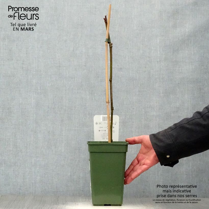 Ficus carica Gustissimo Perretta 2L/3L pot, Bush sample as delivered in spring