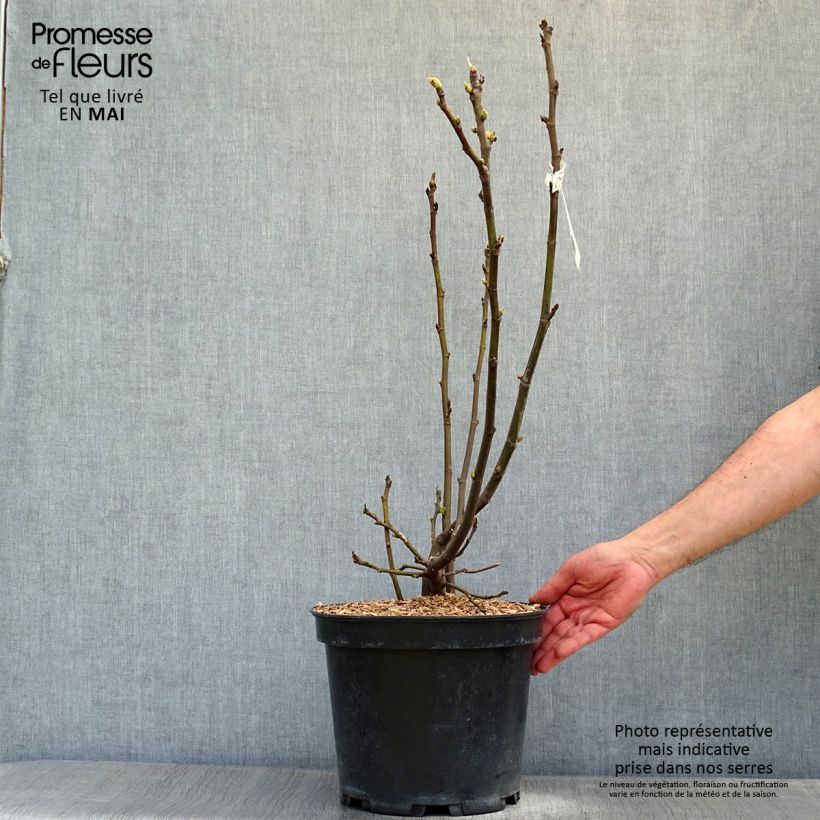 Ficus carica Ice Crystal 4L/5L pot, Bush sample as delivered in spring