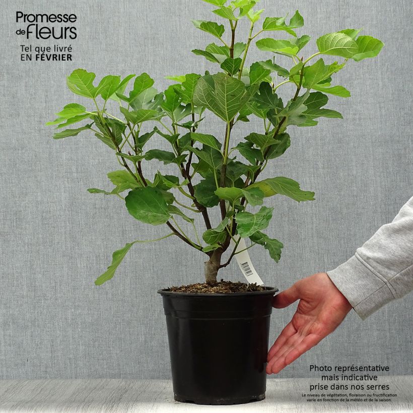 Fig Tree Jannot - Ficus carica 4L/5L pot sample as delivered in autumn