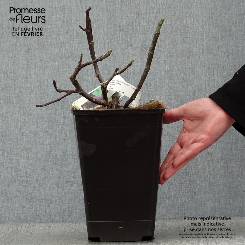 Ficus carica Jordan 4L/5L pot, Bush sample as delivered in winter