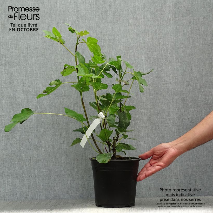 Fig Tree Madeleine des Deux Saisons - Ficus carica 4L/5L pot, Bush sample as delivered in autumn