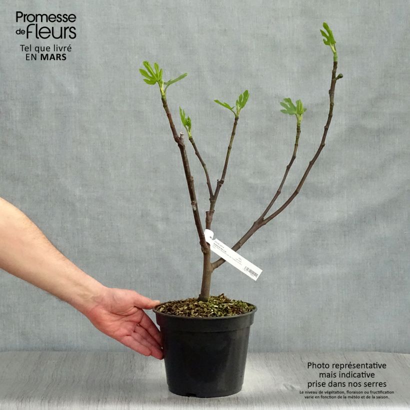 Fig Tree Madeleine des Deux Saisons - Ficus carica 4L/5L pot, Bush sample as delivered in spring