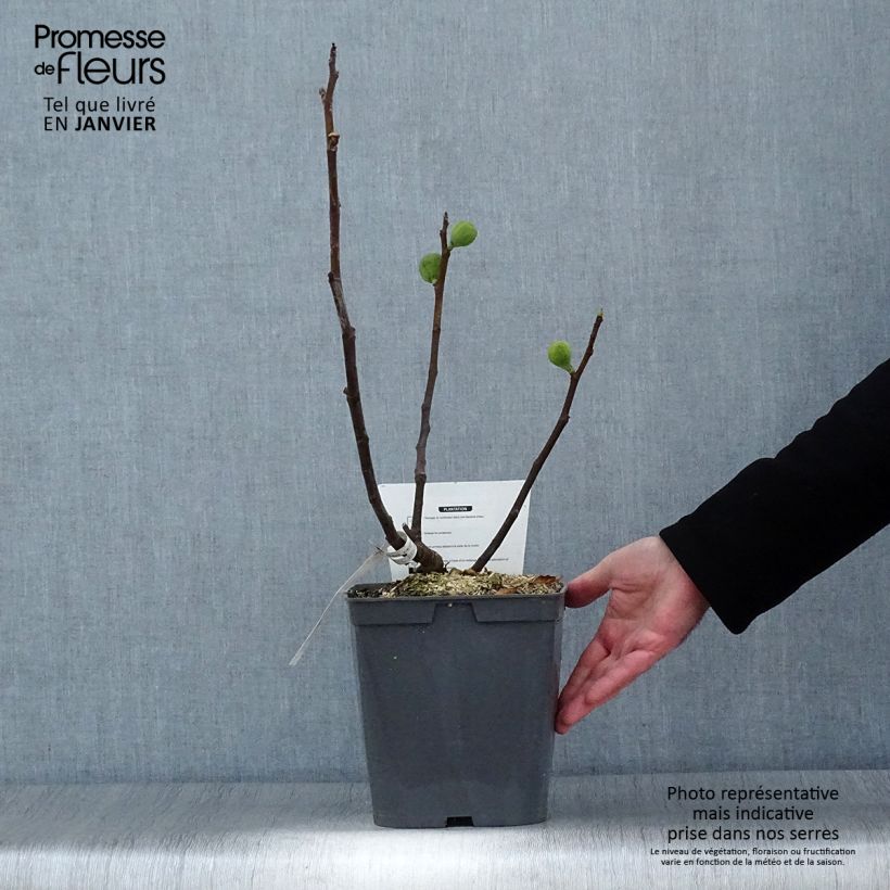 Fig Tree Marseillaise - Ficus carica 4L/5L pot sample as delivered in winter