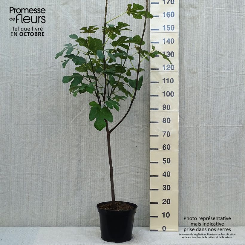 Fig Tree Panachée - Ficus carica 7.5L/10L pot, Quarter standard sample as delivered in autumn