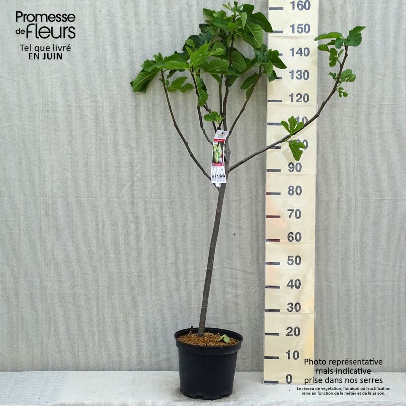 Fig Tree Panachée - Ficus carica 7.5L/10L pot, Quarter standard sample as delivered in spring