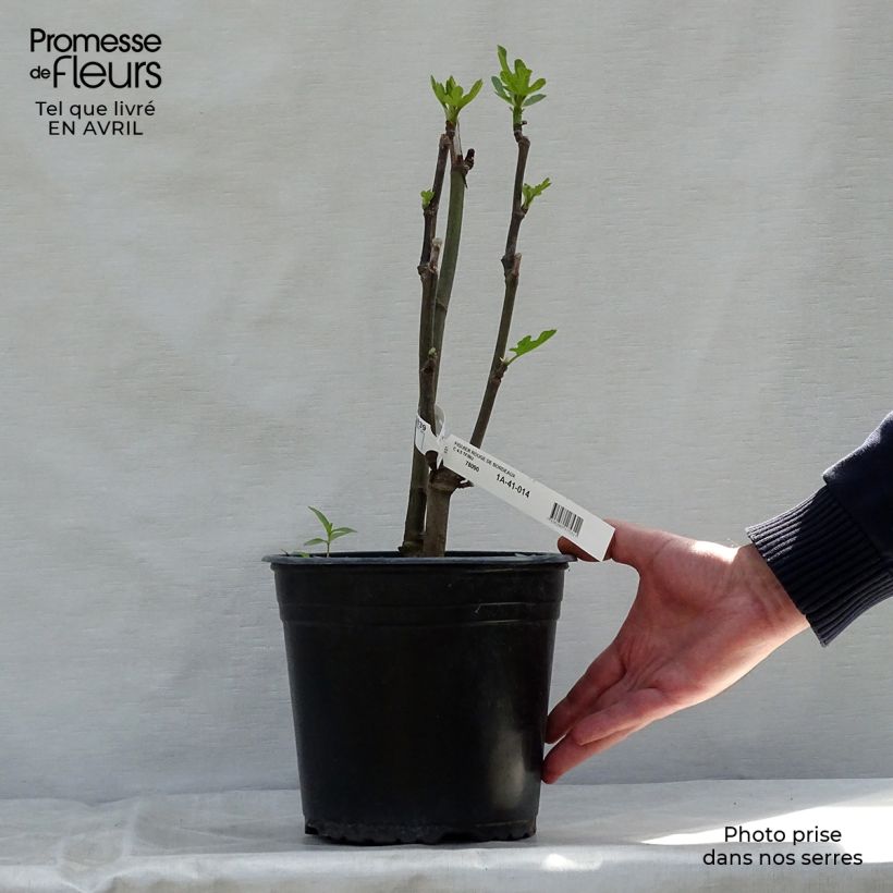 Fig Tree Rouge de Bordeaux - Ficus carica 4L/5L pot, Bush sample as delivered in spring
