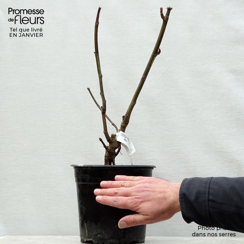 Fig Tree Violette Dauphine 2L/3L pot, Bush sample as delivered in winter