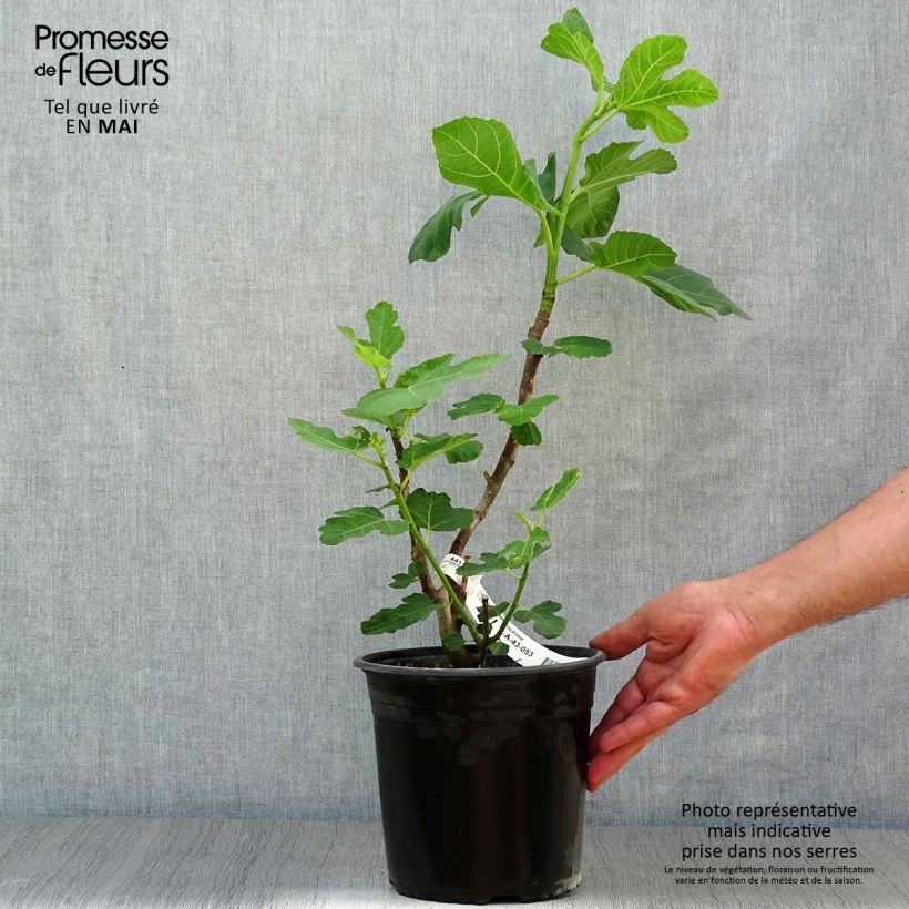 Fig Tree Violette Dauphine 2L/3L pot, Bush sample as delivered in spring