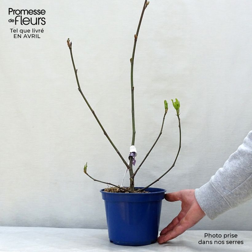 Ficus carica Figality 2L/3L pot, Bush sample as delivered in spring