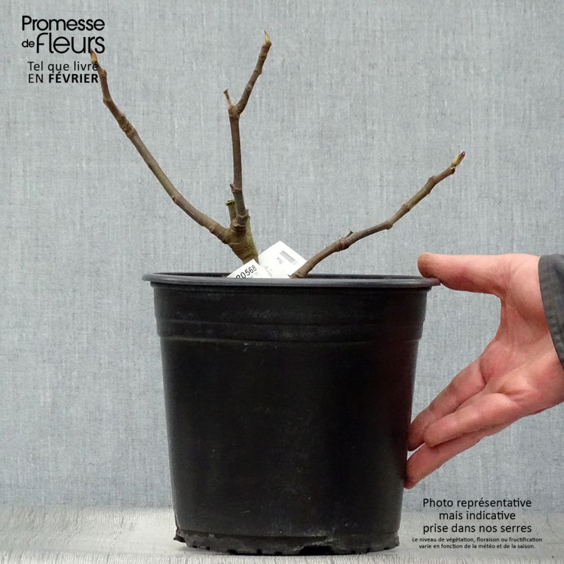 Ficus carica Précoce de Dalmatie 4L/5L pot, Bush sample as delivered in winter