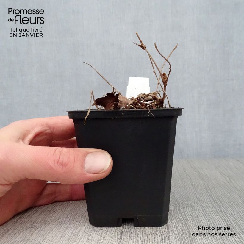 Filipendula palmata Nana 8/9 cm pot sample as delivered in winter