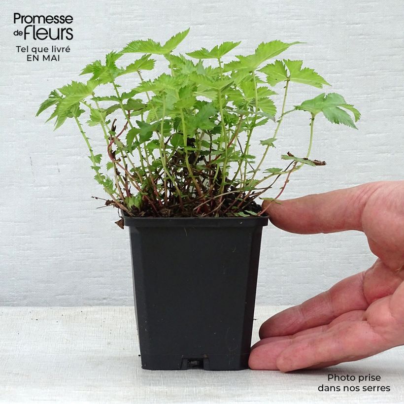 Filipendula palmata Nana 8/9 cm pot sample as delivered in spring