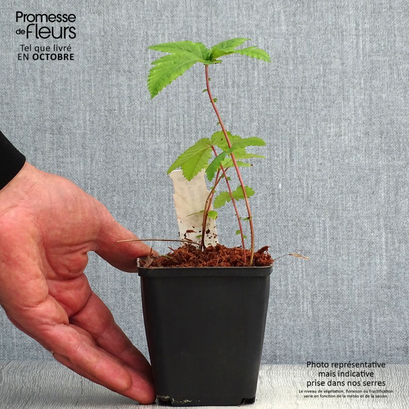 Filipendula purpurea Alba 8/9 cm pot sample as delivered in autumn