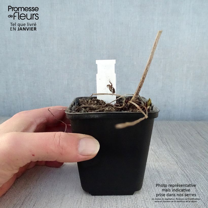 Filipendula purpurea Alba 8/9 cm pot sample as delivered in winter