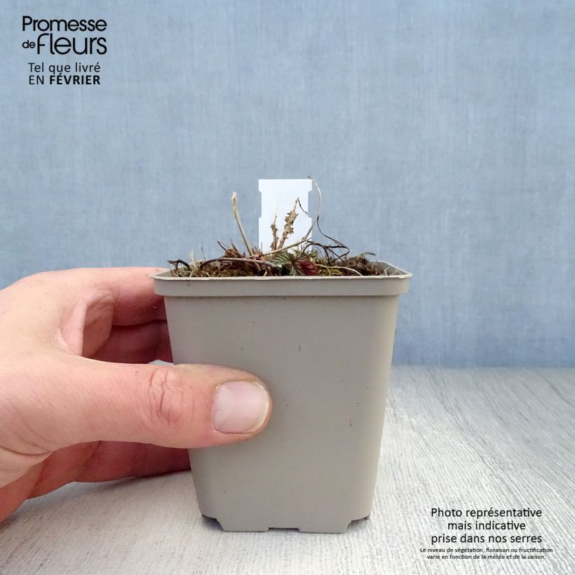 Filipendula purpurea Elegans 8/9 cm pot sample as delivered in winter