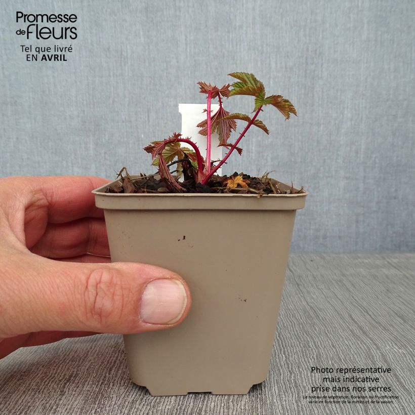 Filipendula purpurea Elegans 8/9 cm pot sample as delivered in spring