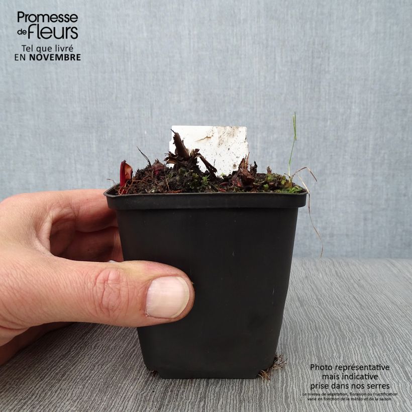 Filipendula rubra Venusta 8/9 cm pot sample as delivered in autumn