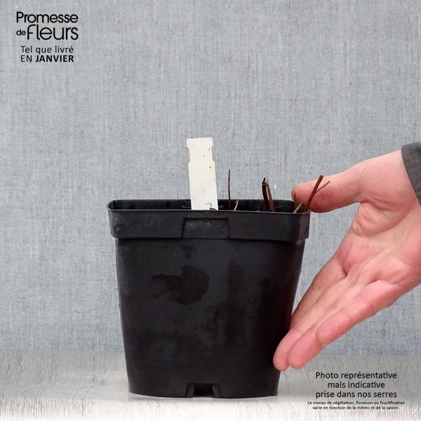 Filipendula rubra Venusta 2L/3L pot sample as delivered in winter