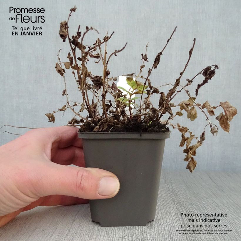 Filipendula ulmaria Aurea 8/9 cm pot sample as delivered in winter